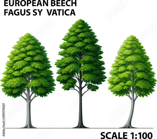 Create a realistic Vector beech trees in elevation view for use in architectural drawings vector art with white background..