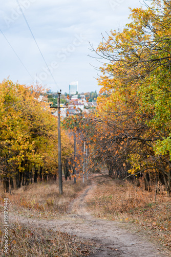 road to the forest. autumn forest