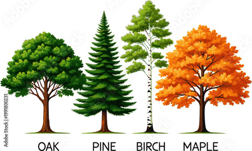 Create a realistic Vector trees in elevation view for use in architectural drawings vector art with white background.