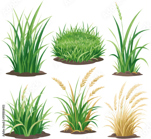 Isolated a realistic kinds of deferent 2D grass bored vector art with white background.