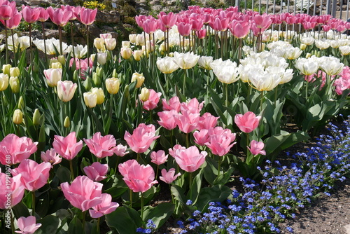 Tulpenbeet im Botanischen Garten in Jena