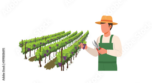 Professional vineyard worker wearing a wide straw hat and green apron carefully inspects a cluster of purple grapes while holding sharp pruning shears.