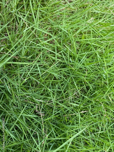 green grass background