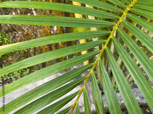 Close-up of a vibrant green palm leaf showing detailed veins and natural symmetry in a tropical environment.