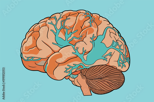 Illustration of a human brain with blue and orange colors showing details of neurons and connections