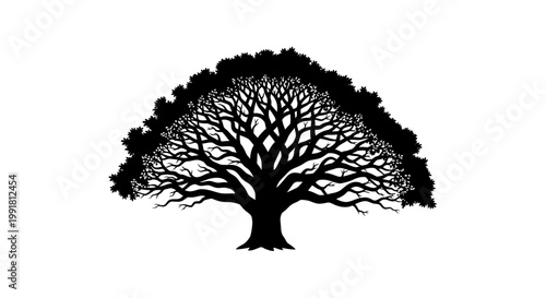 Silhouette of a Majestic Oak Tree with Intricate Branches.