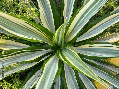 Top view of a variegated ornamental plant with green and white striped leaves forming a symmetrical rosette pattern.