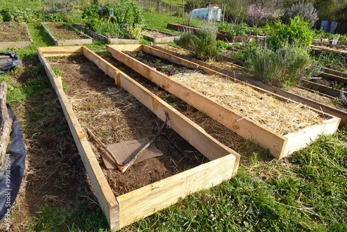 Fotografi Raised garden beds with straw mulch for permaculture
