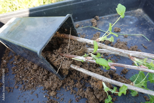 Currant cuttings with roots preparing for transplanting
