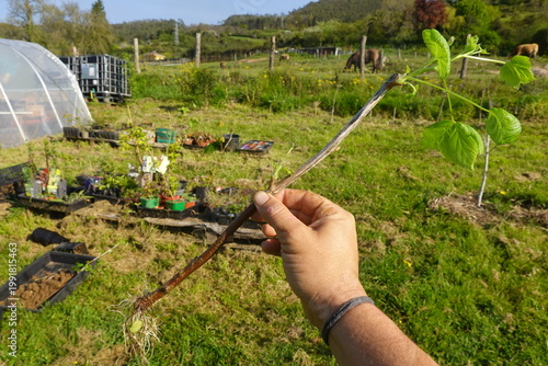 Hand holding rooted currant cutting for propagation