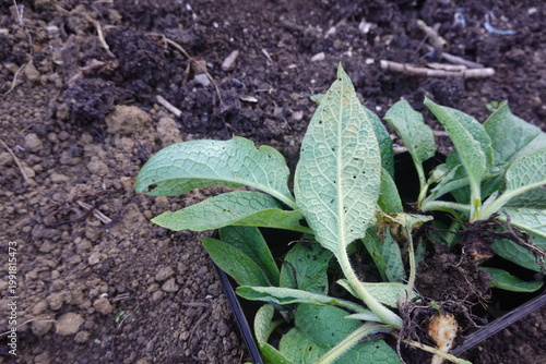 Russian comfrey plant preparing for transplanting into garden soil