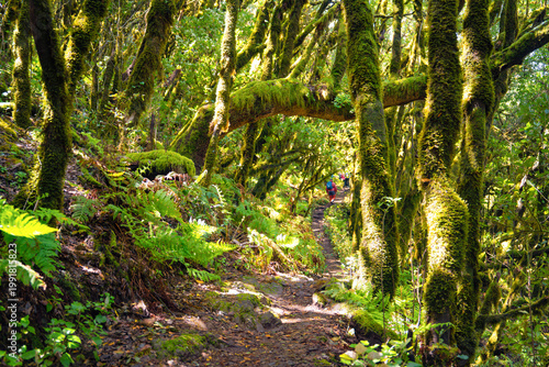 Mysterious forest path surrounded by lush green vegetation in Garajonay National Park, La Gomera, Canary Islands. The narrow trail winds through ancient laurel forest covered in moss and ferns, creati