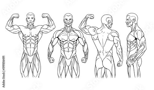 Bodybuilder vector illustration set muscular physique fitness poses