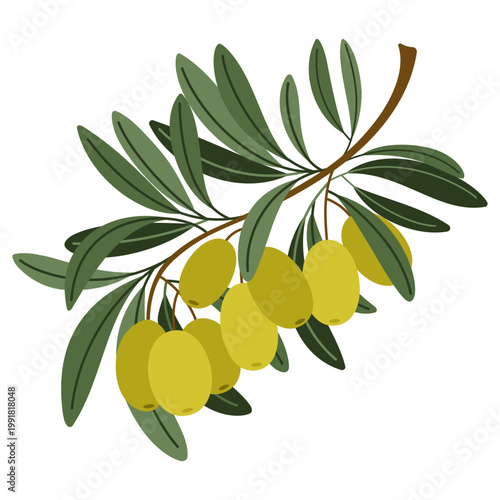 Olive branch with ripe green olives and leaves. Natural organic food concept, Mediterranean agriculture theme. Vector illustration isolated on white background.