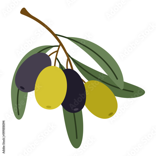 Small olive twig with green and black olives. Botanical collection, natural organic element for design, food concept, Mediterranean agriculture theme. Vector illustration isolated on white background.