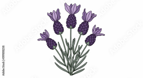 A stylized illustration of a cluster of purple lavender flowers with green stems and leaves