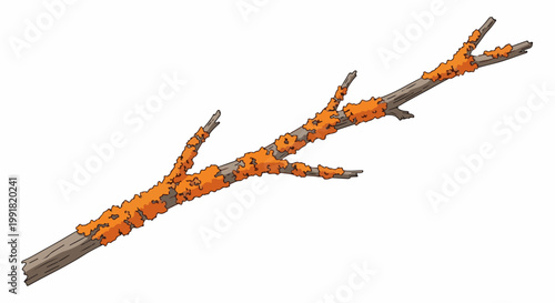 A textured branch covered in vibrant orange lichen, isolated on a white background