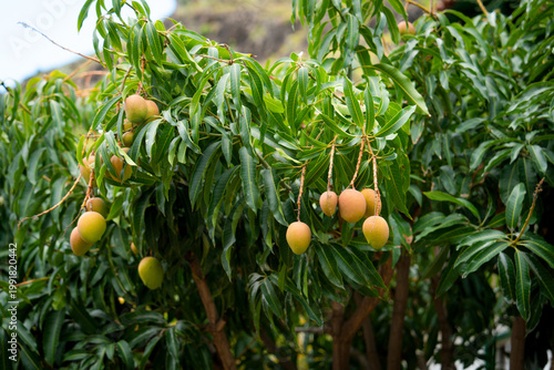 Mango tree with ripe fruits hanging from branches in a lush tropical garden. The fresh green leaves and natural light create a vibrant and organic atmosphere. This image represents healthy food, 