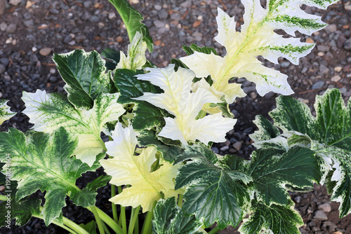 Εκτύπωση καμβά Acanthus 'Whitewater'