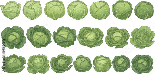 Collection of varying greenish brown circular and irregularly shaped objects resembling cauliflower florets Vector