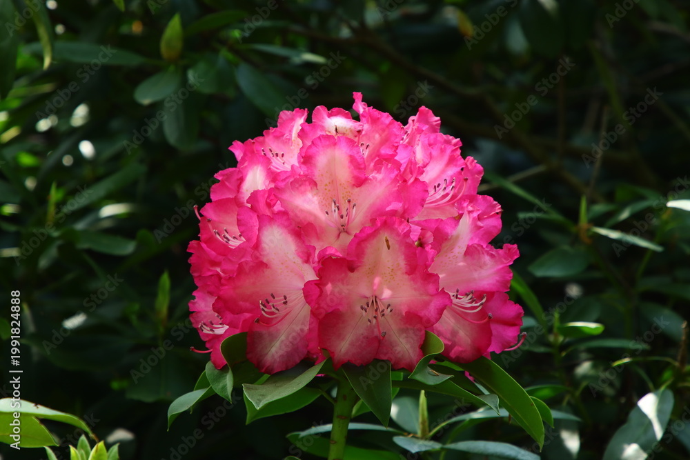 Obraz premium Rododendron Blüte altrosa-weiß