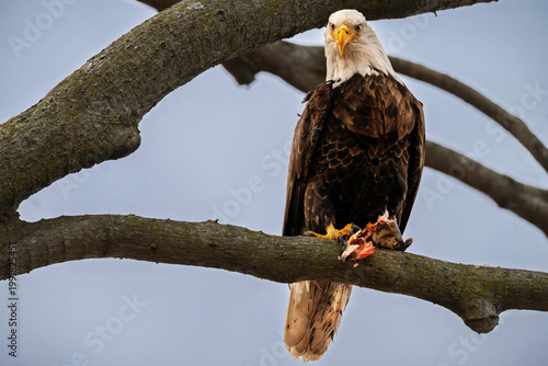 american bald eagle sitting on branch holding fish in talcons