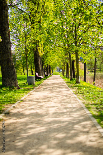 Green spring alley with symmetrical trees