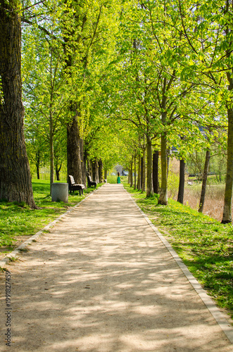 Sunlit tree lined park walkway perspective
