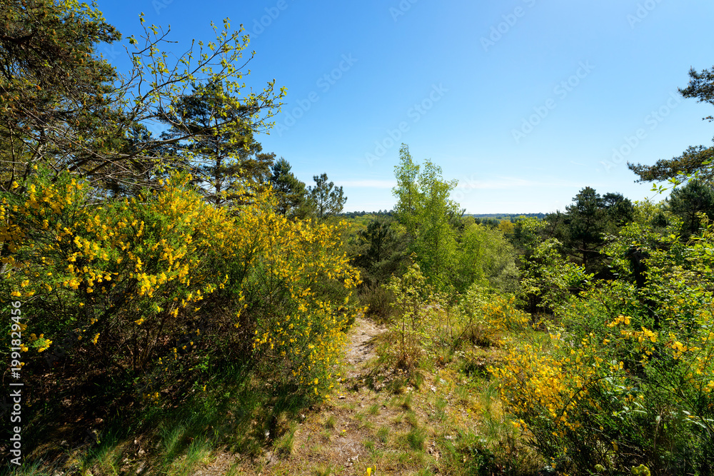 Fototapeta premium GR 13 long-distance hiking trail near Nemours city . Île-de-France region