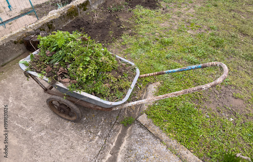 Fotografie Wheelbarrow loaded with pulled weeds and garden waste, outdoor yard cleanup afte