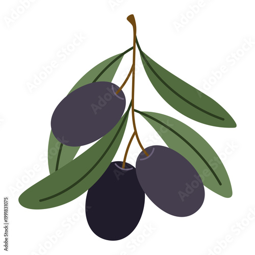 Small olive twig with leaves and black olives. Botanical collection, natural organic element for design, food concept, Mediterranean agriculture theme. Vector illustration isolated on white background