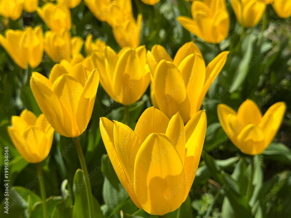 Fototapeta premium Yellow tulips in the garden.
