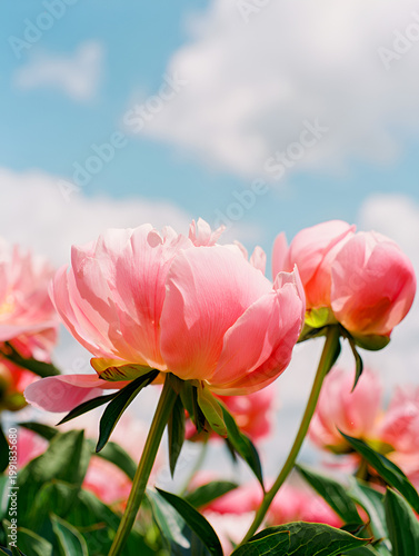 pink peonies blooming in a field under a clear blue sky, soft sunlight on peony petals in spring garden, floral background with copy space