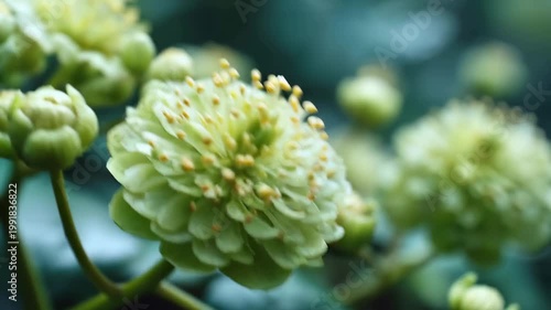 Delicate small flower with green petals and yellow stamens captured in bright natural light in a garden setting in spring season