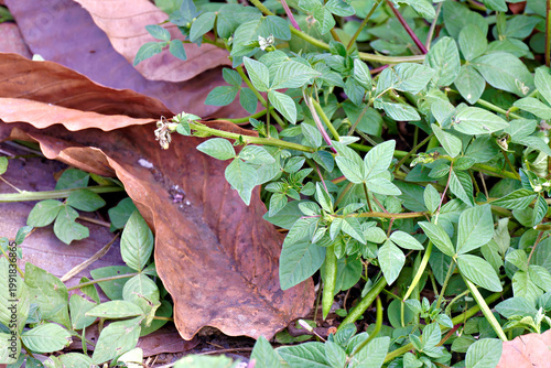 Photos Life cycle of Cleome rutidosperma, known as Fringed Spider Flower, emerging amidst decaying fallen leaves, symbolizing nature's resilience and eternal renewal