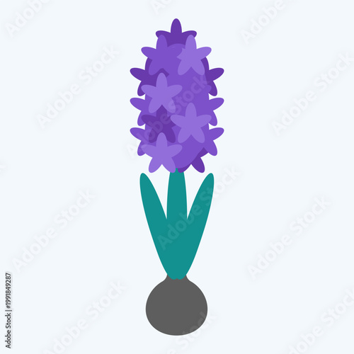 Vector illustration with isolated icon of hyacinth on white background. Flower with purple button, green leaves and gray tuber. Flat minimalist style with simplified shapes