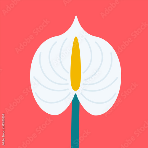 Vector illustration with isolated icon of Anthurium on orange background. Beautiful flower with white button, green stem and yellow spadix. Tailflower is designed in flat style with simplified shapes
