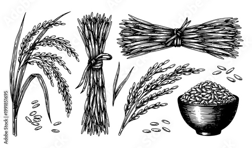 Vintage Asian rice hand drawn vector set engraving style rice plant grain and bowl illustration isolated on white eps 10