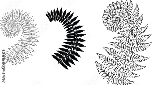 Stylized fern frond illustration showing spiral, partially unfurled, and fully extended leaves, botanical artwork highlighting growth, symmetry, and natural design