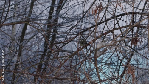 Bird tit in winter. A small bird with bright plumage sits on a snowy branch on a frosty day. The bird is looking for food among the frost and fluffy snow in a winter forest or park.