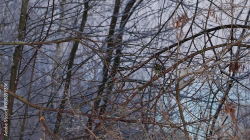Bird tit in winter. A small bird with bright plumage sits on a snowy branch on a frosty day. The bird is looking for food among the frost and fluffy snow in a winter forest or park.