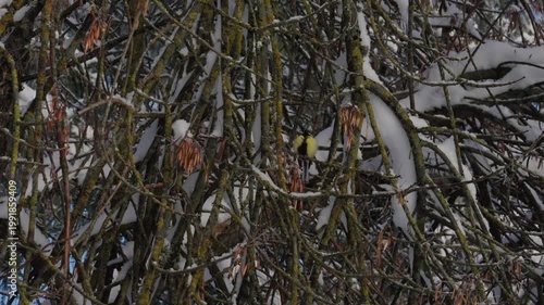 Bird tit in winter. A small bird with bright plumage sits on a snowy branch on a frosty day. The bird is looking for food among the frost and fluffy snow in a winter forest or park.