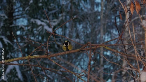 Bird tit in winter. A small bird with bright plumage sits on a snowy branch on a frosty day. The bird is looking for food among the frost and fluffy snow in a winter forest or park.