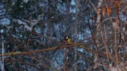 Bird tit in winter. A small bird with bright plumage sits on a snowy branch on a frosty day. The bird is looking for food among the frost and fluffy snow in a winter forest or park.