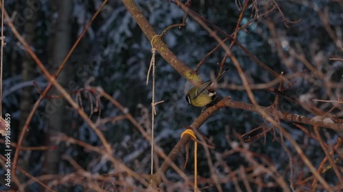 Bird tit in winter. A small bird with bright plumage sits on a snowy branch on a frosty day. The bird is looking for food among the frost and fluffy snow in a winter forest or park.