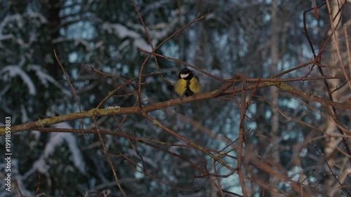 Bird tit in winter. A small bird with bright plumage sits on a snowy branch on a frosty day. The bird is looking for food among the frost and fluffy snow in a winter forest or park.