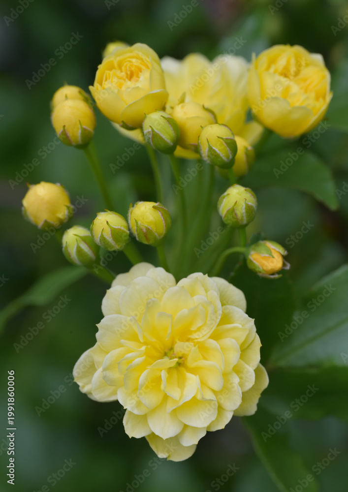 Fototapeta premium 寄り添って咲くモッコウバラの花