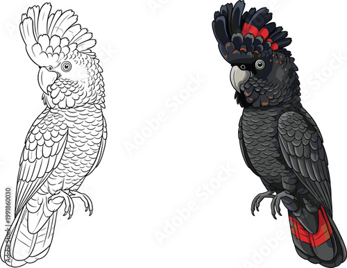 Red-Tailed Black Cockatoo Vector Illustration Set Featuring Detailed Line Art and Colored Parrot Designs for Exotic Wildlife Education, Nature Books, and Avian Branding