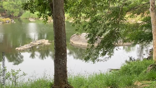 Water flows gently through a lush landscape, weaving between towering trees. Their tall canopies sway softly, reflecting in the stream below, creating a calm and refreshing scene of untouched nature.