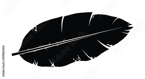 A single black feather isolated on a pure white background